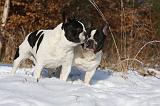 BOULEDOGUE FRANCAIS 969